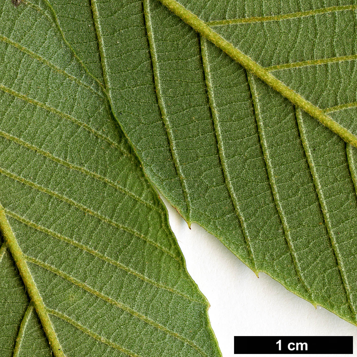 High resolution image: Family: Fagaceae - Genus: Quercus - Taxon: lobbii